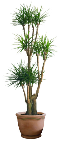Dracaena plant isolated on the white backgroundの写真素材
