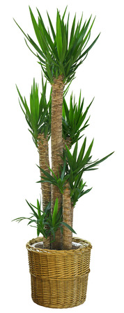 Dracaena plant isolated on the white backgroundの写真素材