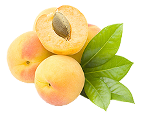 apricots on white  backgroundの写真素材