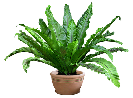 fern isolated on white backgroundの写真素材