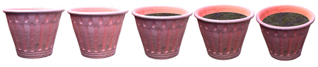 Pot plant isolated on white backgroundの写真素材