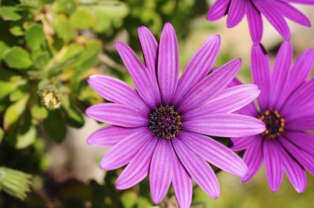a daisy in my gardenの写真素材