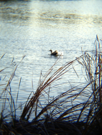 Ducks swimming in the pond in the park of downtown Tokyoの写真素材