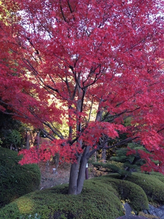 Japanese garden foliage
