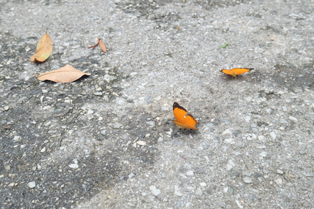 butterflyの写真素材