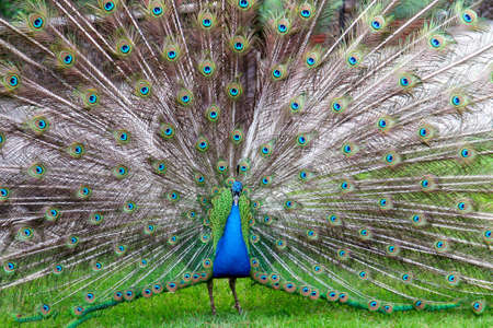 a peacock shows his big wheelの写真素材