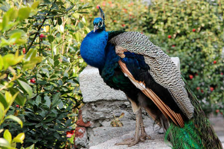 a blue peacock resting on a wallの写真素材