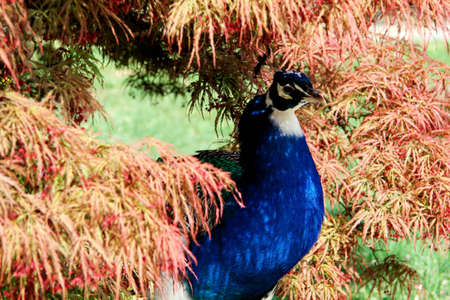 a peacock is hidden behind the leavesの写真素材