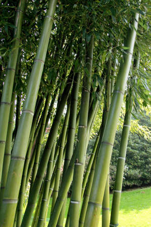 large garden with variegated bamboo plantの写真素材