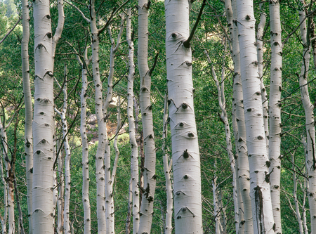 Aspens in the Twin Peak Wilderness, Wasatch Range, Utahの写真素材
