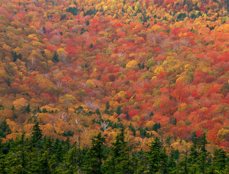 From the summit of Black Mountain, White Mountain National Forest, New Hampshire