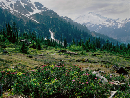Meadow along the Lake Ann Trail, North Cascades Range, Washingtonの写真素材