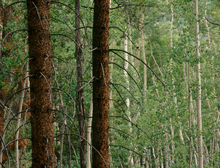 Mixed forest above Difficult Creek, White River National Forest, Colorado