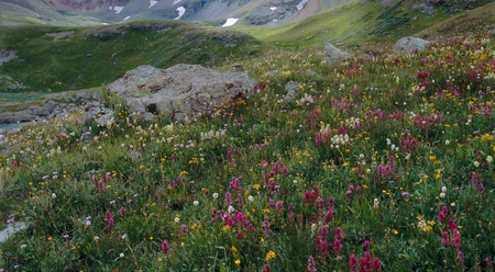 Wildflowers in Ice Lakes Basin, San Juan Range, Colorado