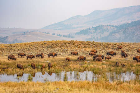 Lamar Valley bison, Yellowstone National Park, Wyoming