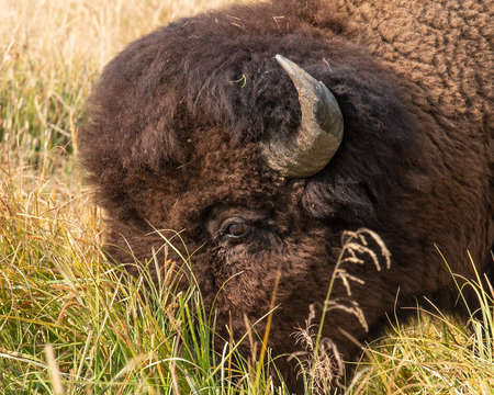 Bison bull grazing on the Barronette Peak Trail, Yellowstone National Park, Wyomingの写真素材