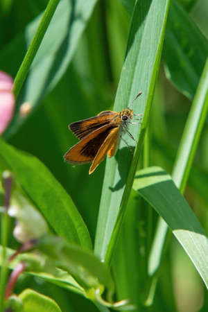 Sunbathing moth, Acushnet River Reserve, Massachusetts