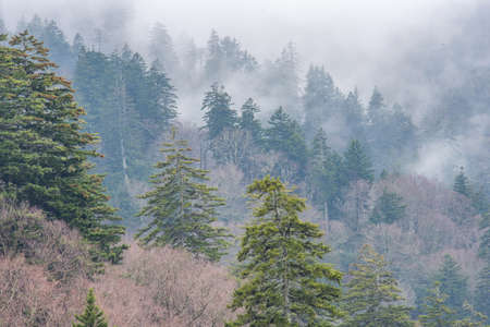 Spring fog in the high country, Great Smoky Mountains National Park, Tennessee