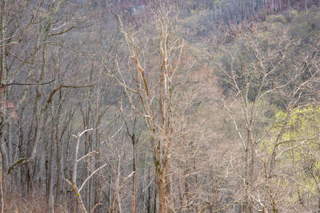Forest in early April, Great Smoky Mountains National Park, Tennessee