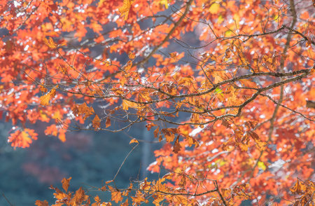 Backlit autumn leaves above Boley Lake, Babcock State Park, West Virginia