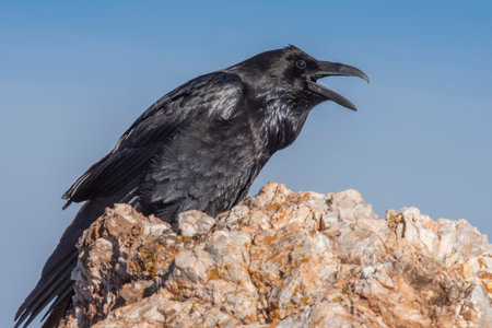 Raven on the Delicate Arch Overview Trail, Arches National Park, Utahの写真素材