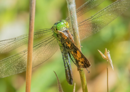 Eastern Pondhawk dragonfly and Pearl Crescent butterfly prey, Washburn Memorial Park, Marion, Massachusettsの写真素材