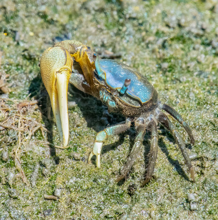 Fiddler Crab in Emilie Reucker Wildlife refuge, Tiverton, Rhode Island