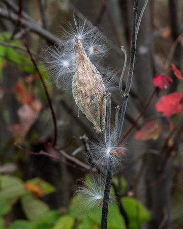 Milkweed in the Pondicherry Wildlife Refuge, White Mountain National Forest, New Hampshireの写真素材