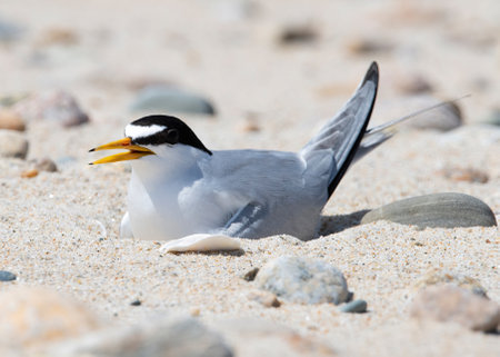 Least Tern in Allen's Pond Wildlife Sanctuary, Westport, Massachusettsの写真素材