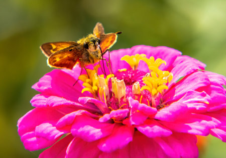 Skipper Butterfly and Zinnia, Westport Woods, Massachusetts