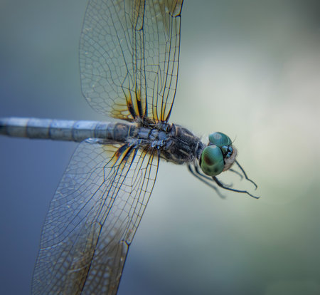 Male Blue Dasher Dragonfly in Washburn Memorial Park, Marion, Massachusettsの写真素材