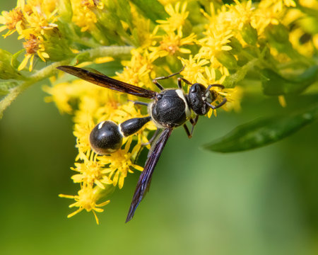 Potter Wasp and Goldenrod in Wernick Farm Reserve,  Dartmouth, Massachusettsの写真素材