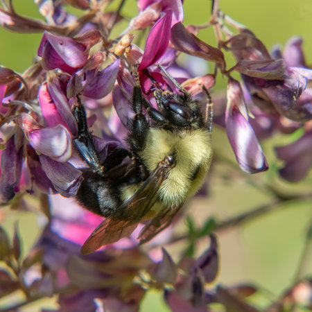 Bumblebee and Shrubby Bushclover Wildflowers, Myles Standish State Forest, Massachusettsの写真素材