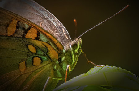 Red-Spotted Purple Butterfly, Weetamoo Woods, Rhode Islandの写真素材