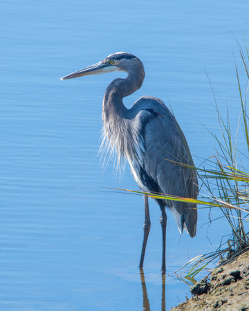Great Blue Heron in the Mattapoisett River, southeastern Massachusettsの写真素材