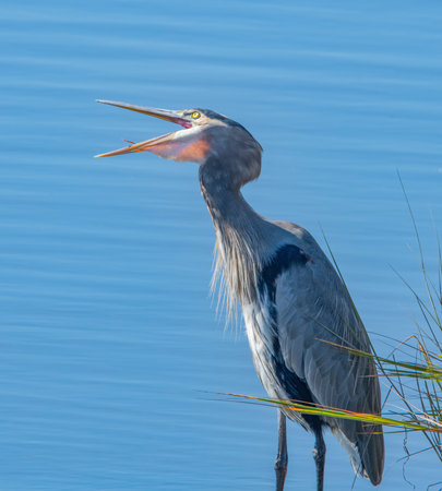 Great Blue Heron vocalizing in the Mattapoisett River, southeastern Massachusettsの写真素材