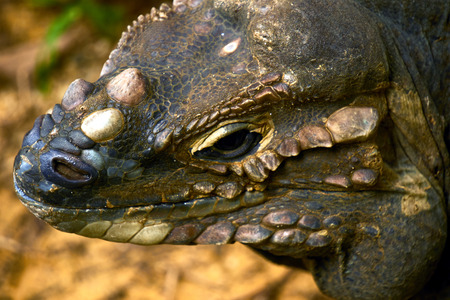 komodo dragon, biggest lizard headshot in zooの写真素材