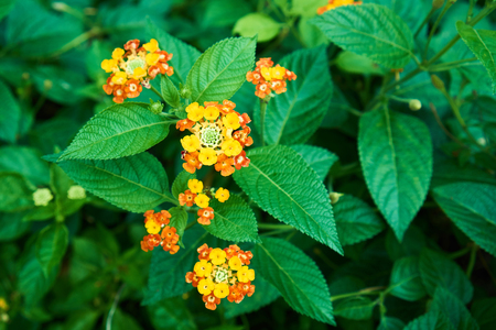 new yellow flower with green leafの写真素材