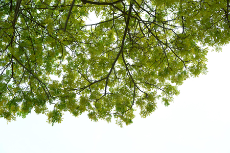 leaf and treeの写真素材