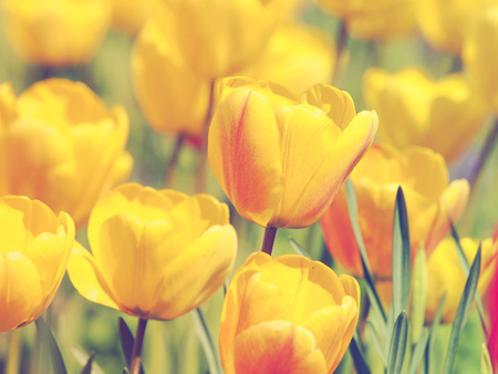 Yellow tulipsの写真素材