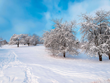 Paint effect. Orchard under the snowの写真素材