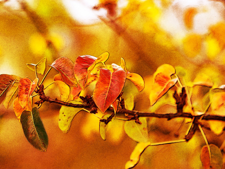 Painting effect on pear leavesの写真素材