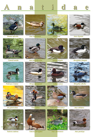 Poster A3 - Ducks speciesの写真素材