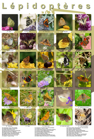 Pictures collage of butterflies in europa. List 1の写真素材