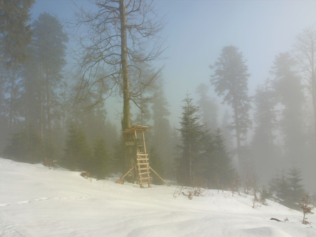 black-forest in the morning. germanyの写真素材