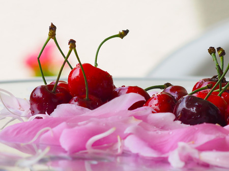 cherry, fresh cherry, fresh cherries on rosy petalsの写真素材