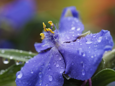 morning dew on widow's golden tears concord grape spiderwortの写真素材