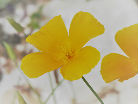golden california poppiesの写真素材