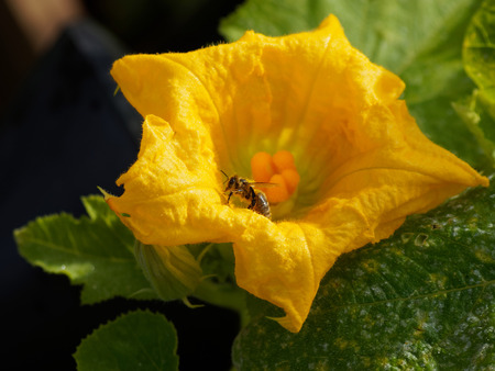 a bee on a golden zucchini flowerの写真素材