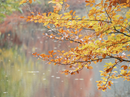 magic atmosphere of fall colors. beech leaves gold colored above waterの写真素材